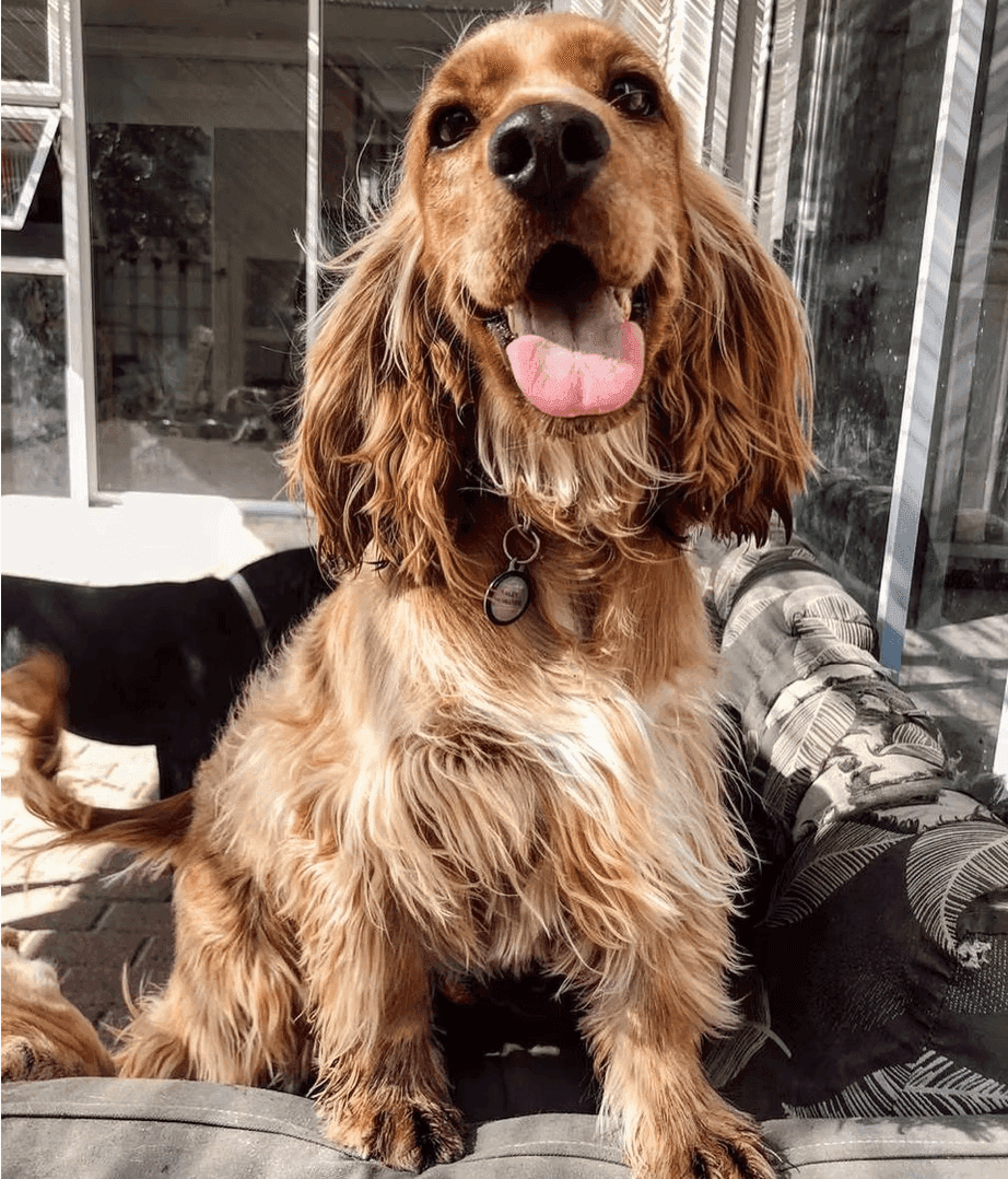 Canine Club dog care preview